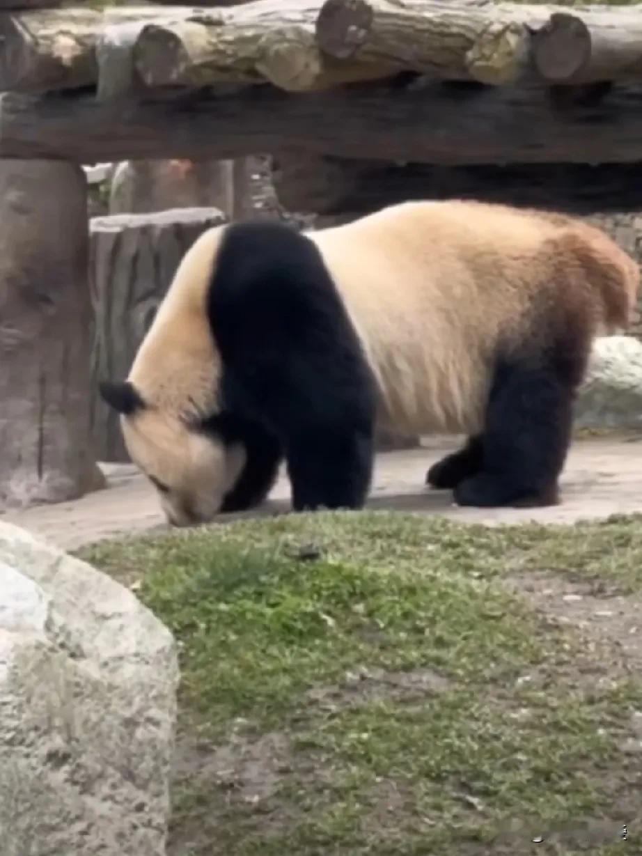 报！美香添添家掌上明珠、小奇迹的姐姐、宝力宝元的妈妈，大熊猫宝宝今天展...