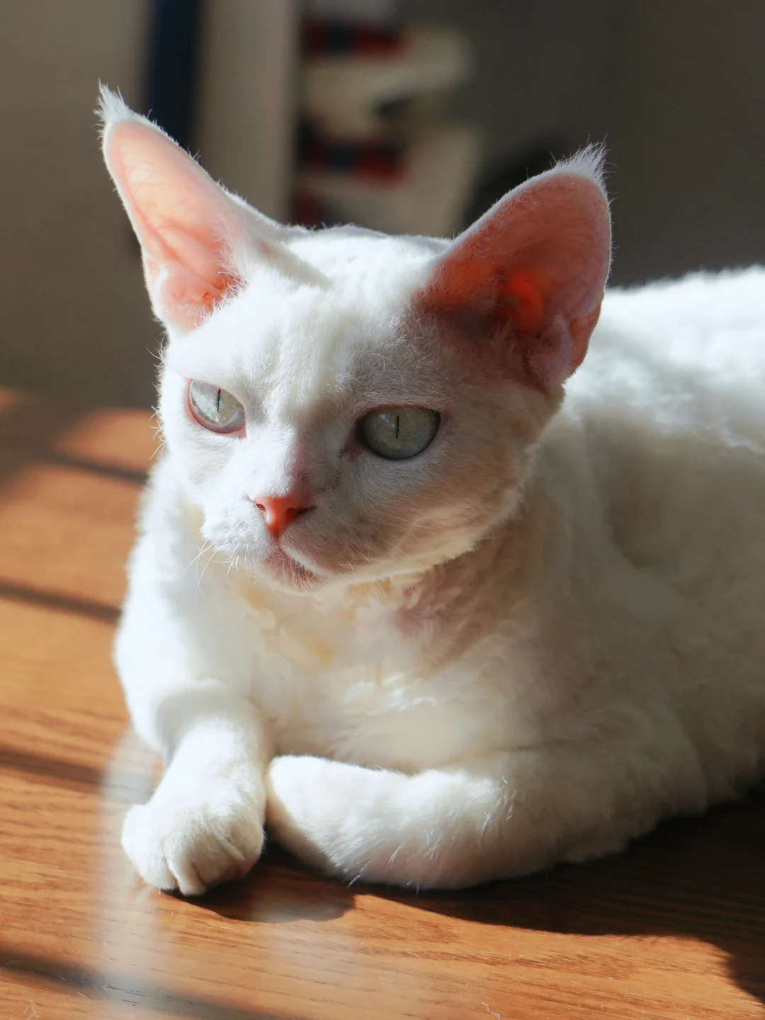 快看，它在发光耶