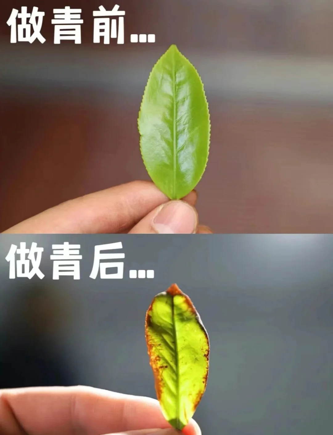 茶叶做青与不做青，到底有什么区别？