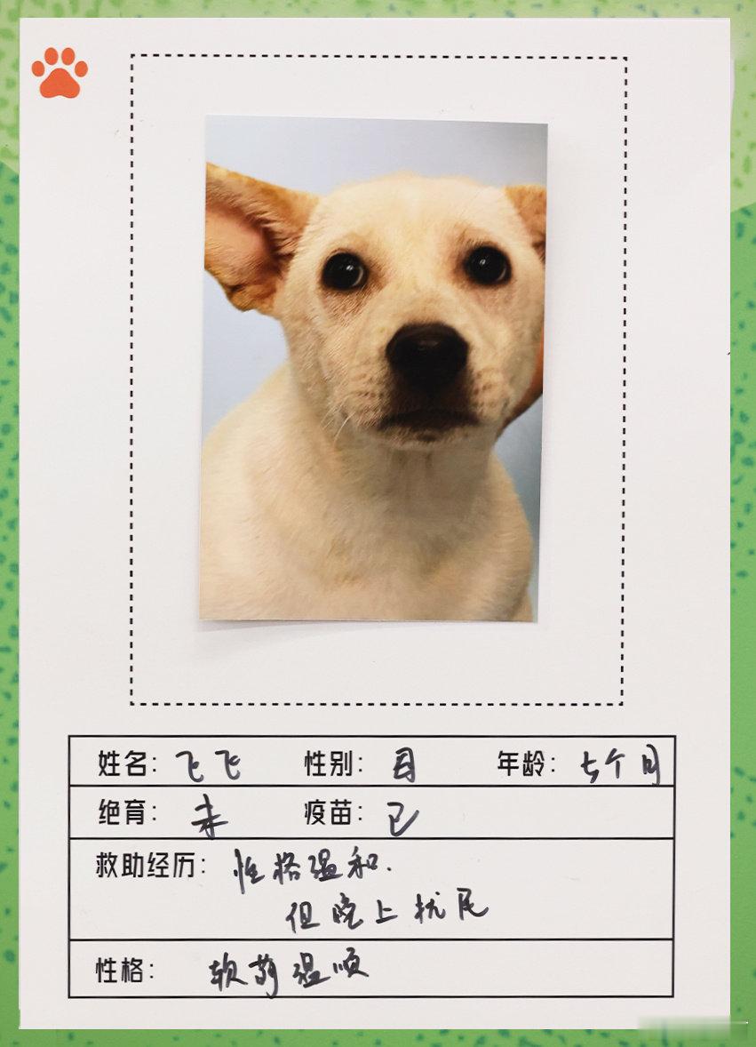 #不想睡的星期五给毛孩子找家# 小狗不只是萌宠，更是平等的生命。参与的义工体验，更明白领养代替购买的意义，希望它们都能够拥有永远疼爱它的家人。
今天中午12:00 最严格的领养资质审核员已上线。#不想睡的星期五# ​