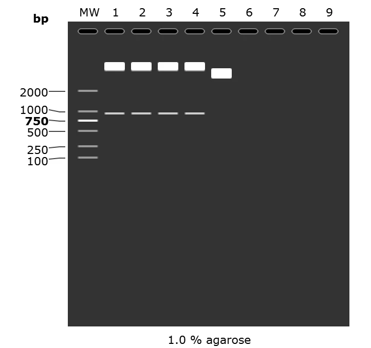 如何用Snapgene 模拟琼脂糖凝胶电泳