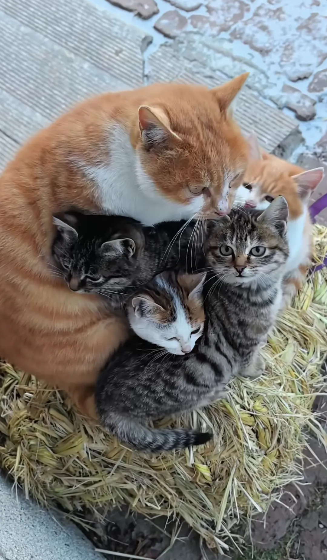 我前几天还看到一个说75岁的老头和74岁的老太太吵着离婚，老太太问40...