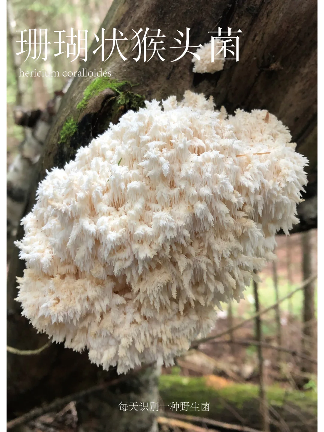 珊瑚状猴头菌，可食，但十分罕见