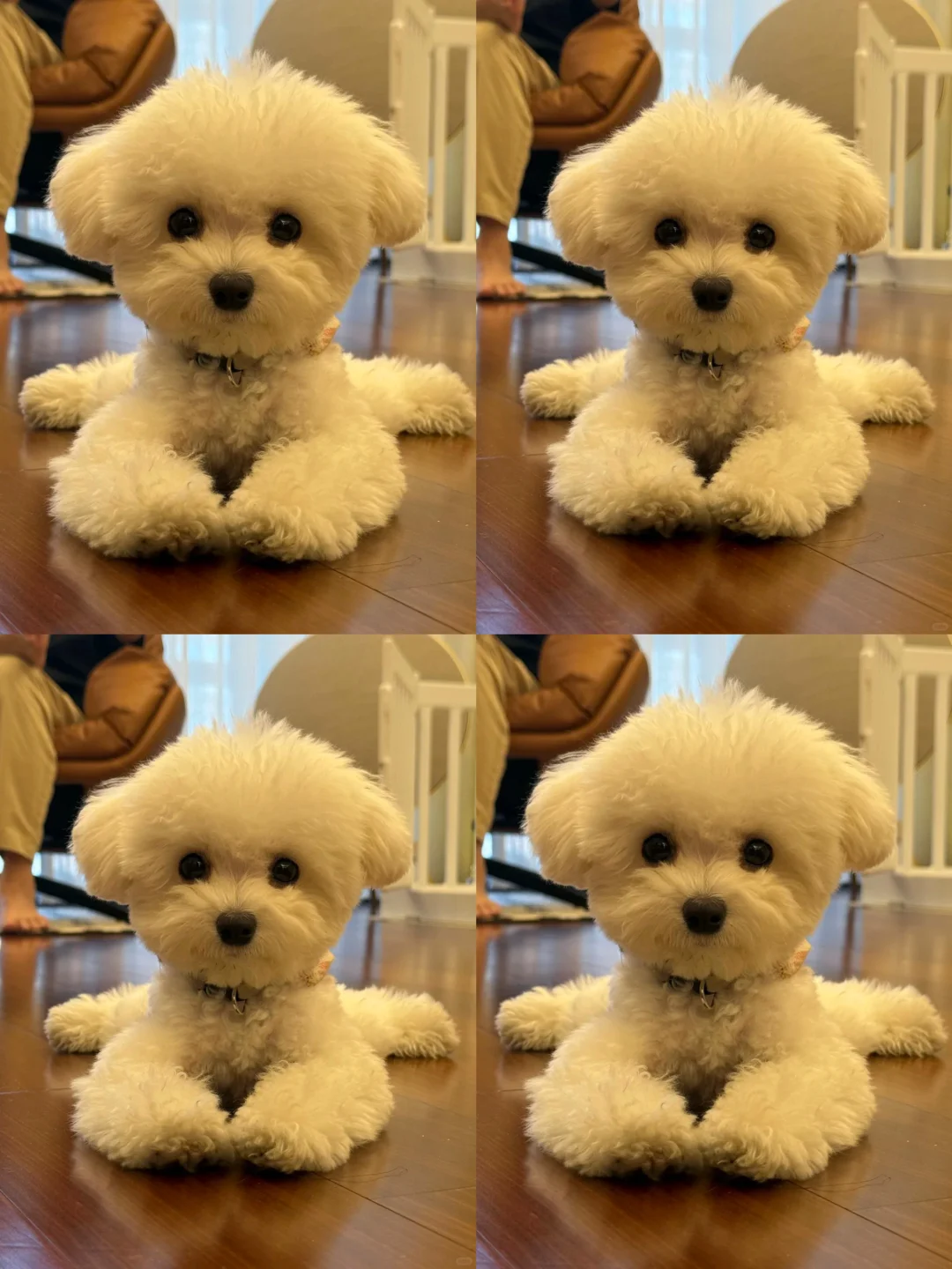 想要一个全是比熊宝宝的评论区😭😭😭