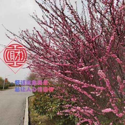 爱分享的探春