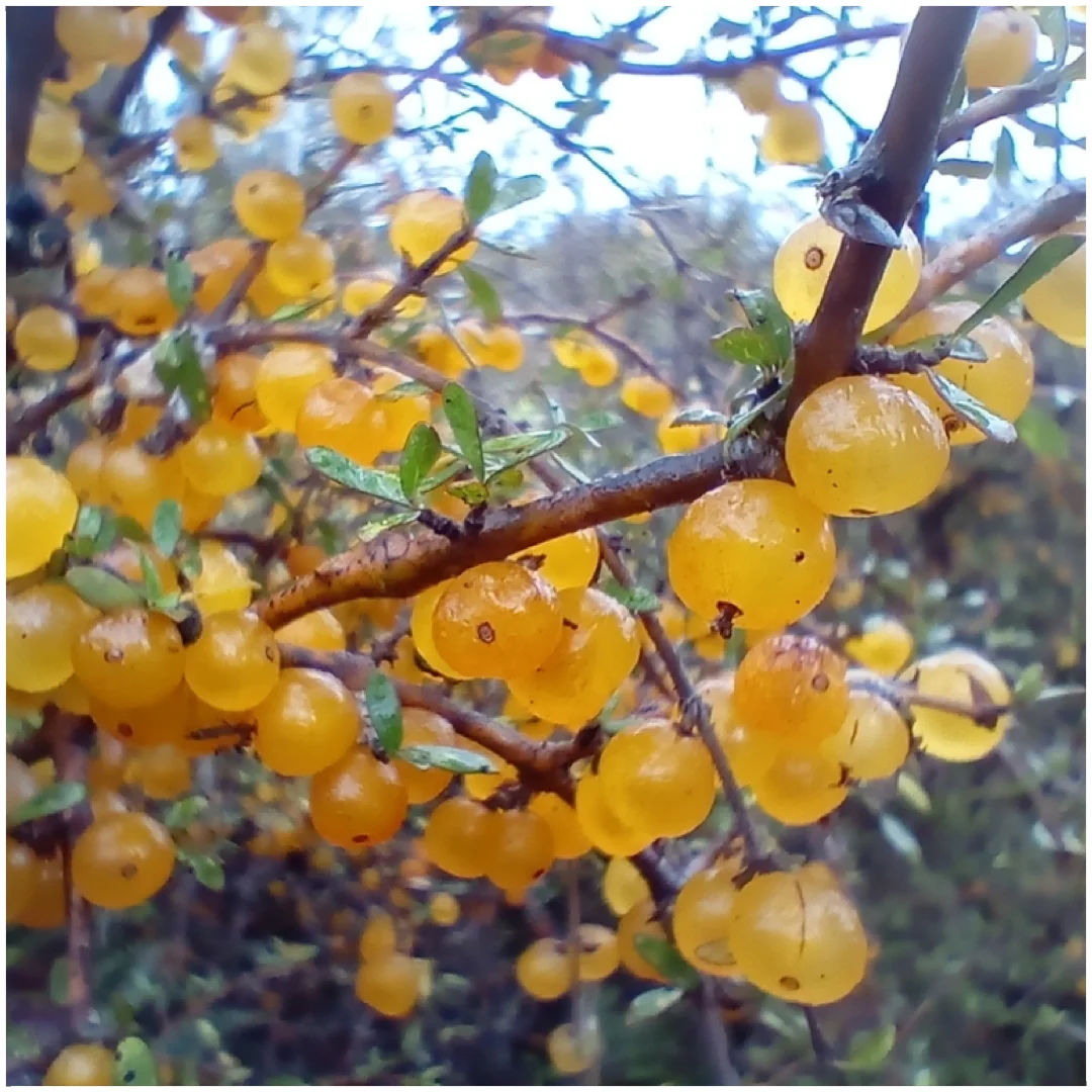 稀有浆果～黄色蛋白石莓Coprosma propinqua
