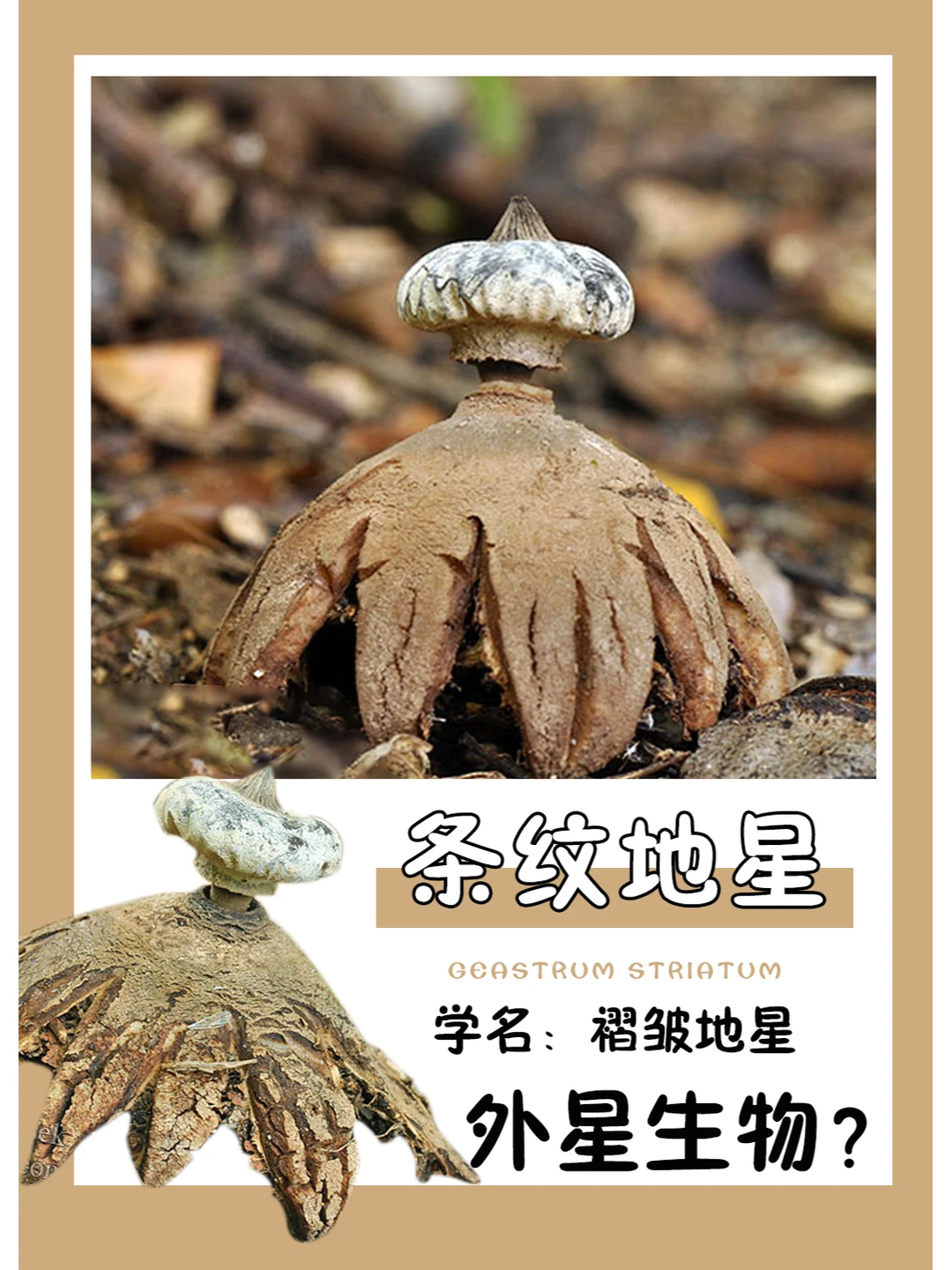 这外型真的太像飞碟了