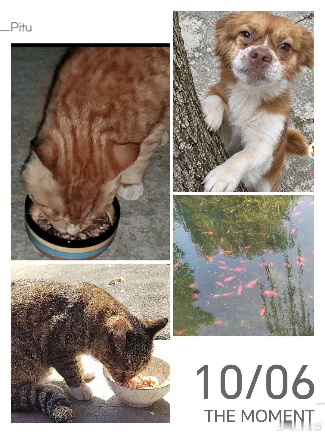 路过一家修车铺，看到店猫，一个貌美的玳瑁猫。问及，猫猫的驱虫、免疫和绝育都已完成。一些店猫散养是“常态”，能做到免疫驱虫和绝育的，我接触到的，不多。为玳瑁猫感到幸运。谢谢老板。晚安，亲爱的宝贝！善待动物关爱生命流浪猫tnr绝育 ​​​