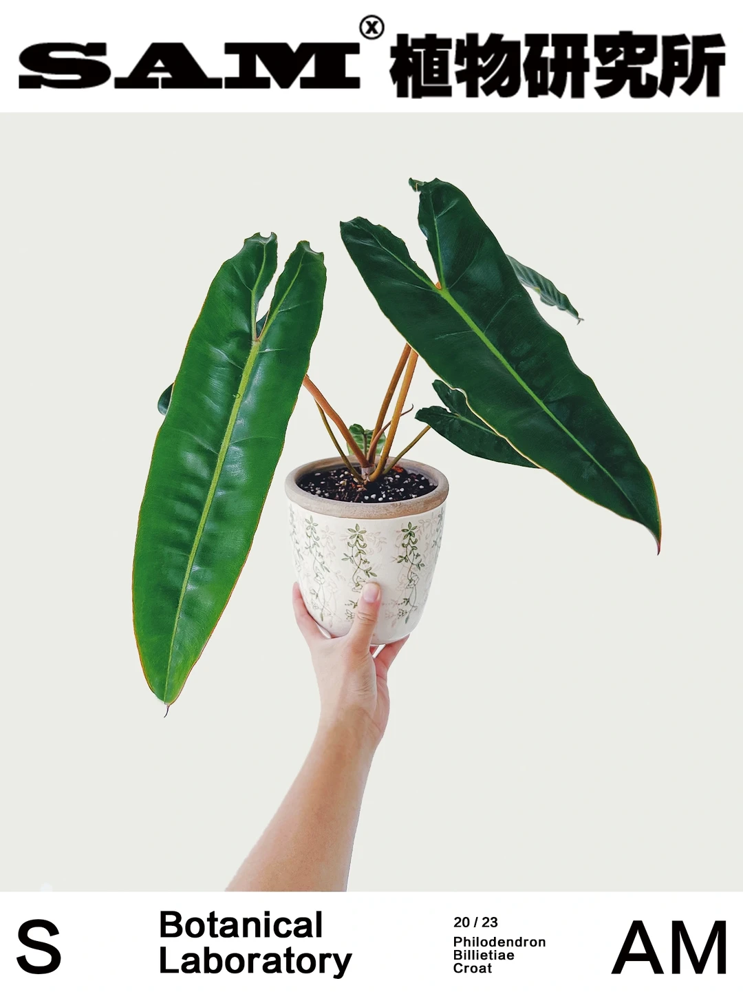 橙柄蔓绿绒｜Philodendron Billietiae