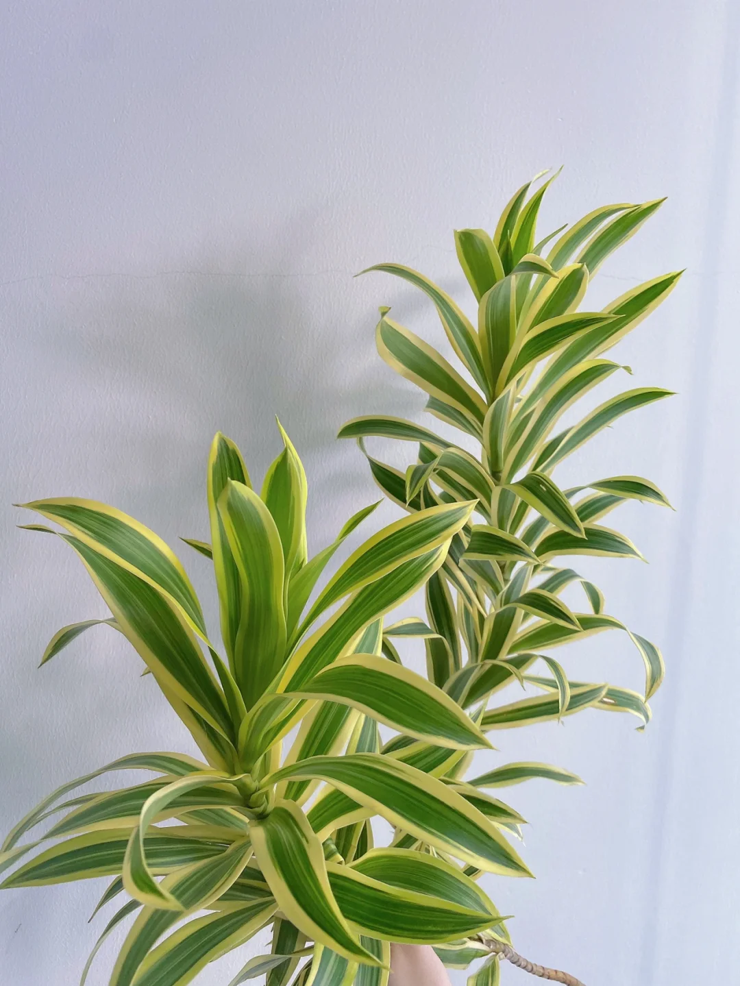 带你每天认识一种花材128 ｜金边百合竹