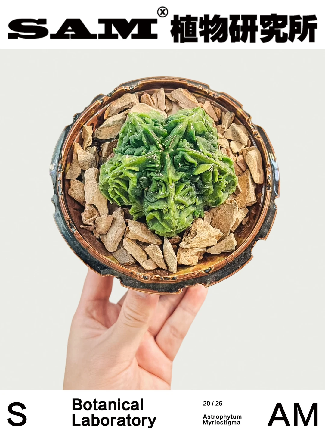 核桃鸾凤玉｜Astrophytum Myriostigma Lem.