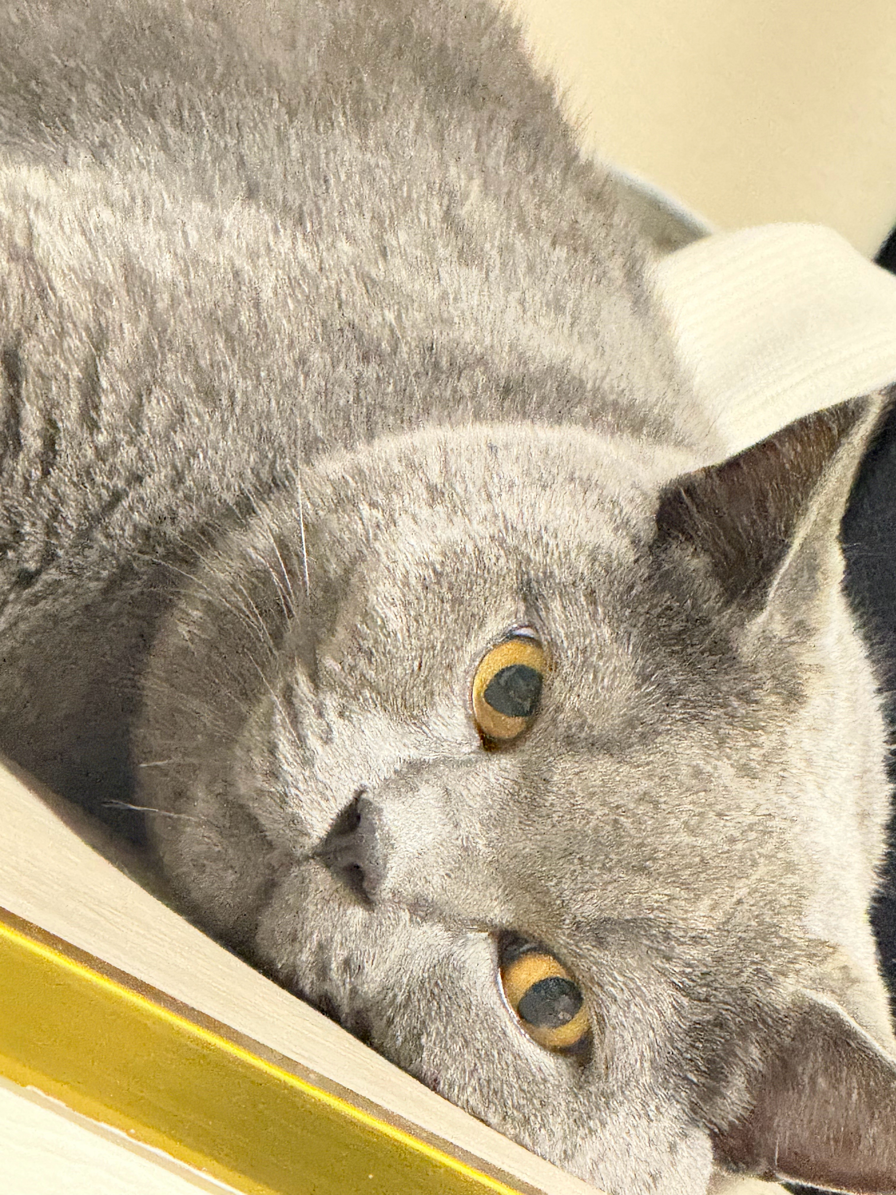 小猫咪搁这想啥呢？难道也有心事么？ ​​​