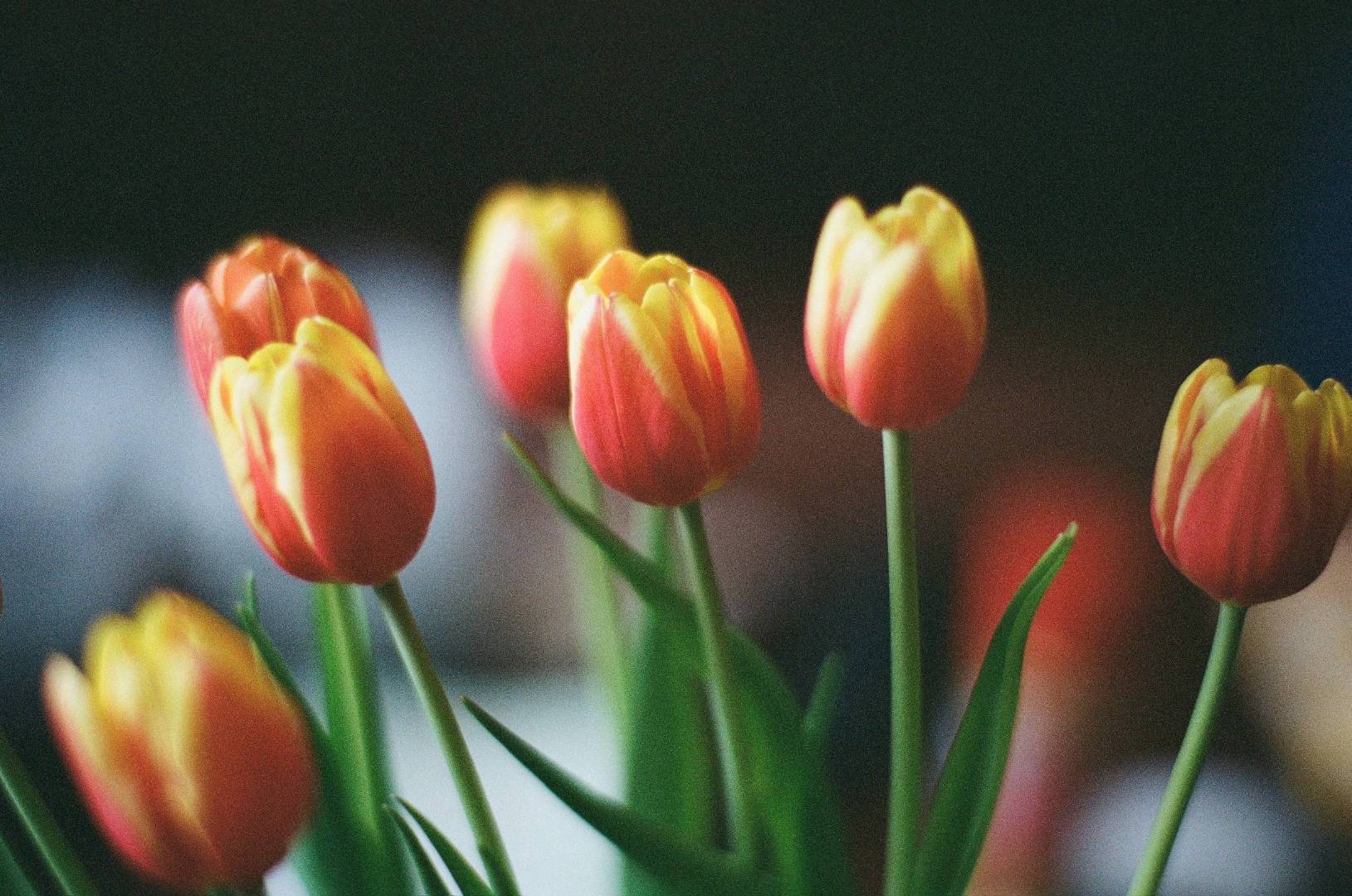 📷：pannonicus ​