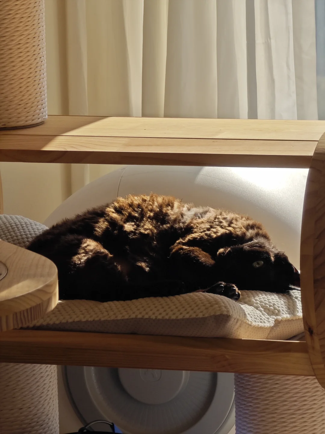 爱晒太阳的狗崽🐱