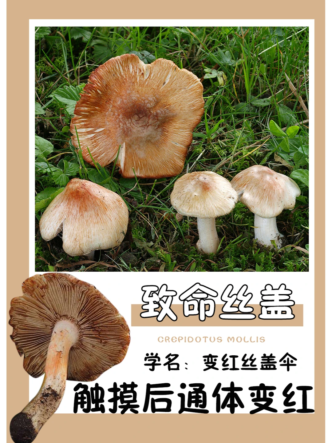 致命丝盖，看名字就知道很毒