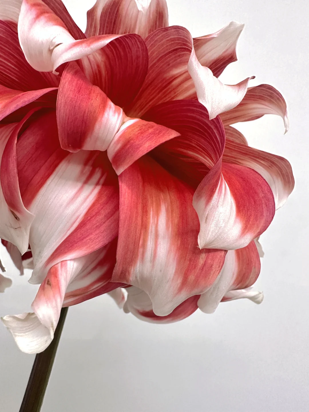 大丽花•冰霜夹❄️好美的名字