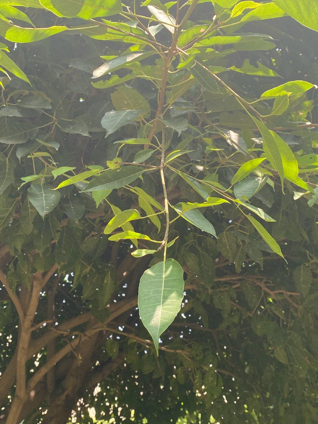 NCR古尔冈小区植物篇-2
众里寻他千百度，蓦然回首，却在灯火阑珊处。前段时间找菩提树，在小区里竟然有几棵！菩提树是智慧之树。  
和榕树相比，菩提树的叶子要大，没有蜡感，菩提树的叶尾是尖的。 菩提树也没有气根。  ​