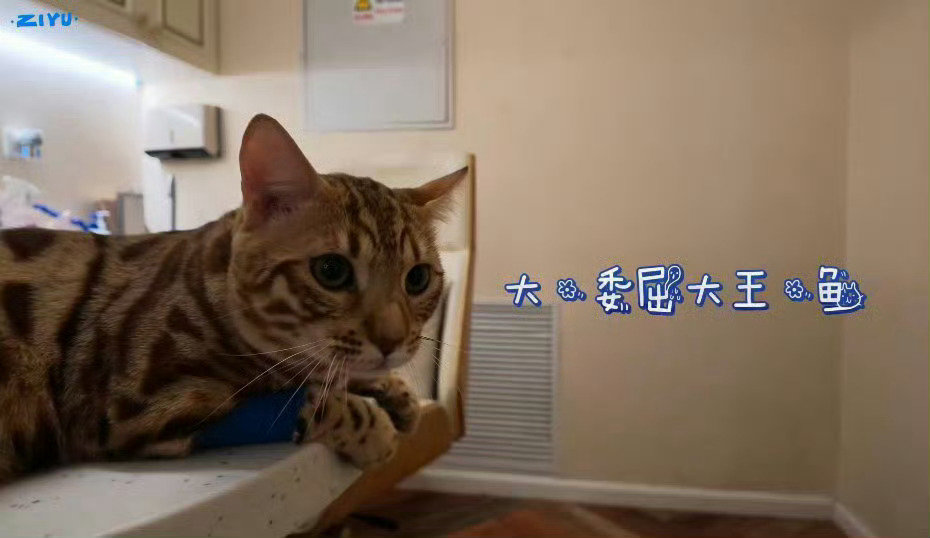 #梓渝带猫送医院演技大爆发#没关系的大鱼 虽然你失去了蛋蛋 但是小十一还有两颗啊 ​