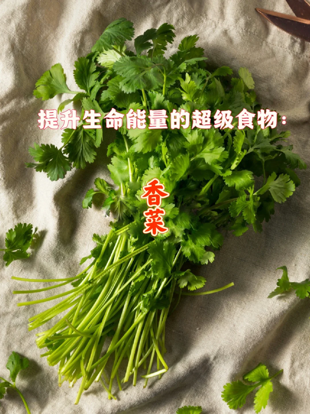 宇宙疗愈食物之：香菜（难以忍受背后的原因）