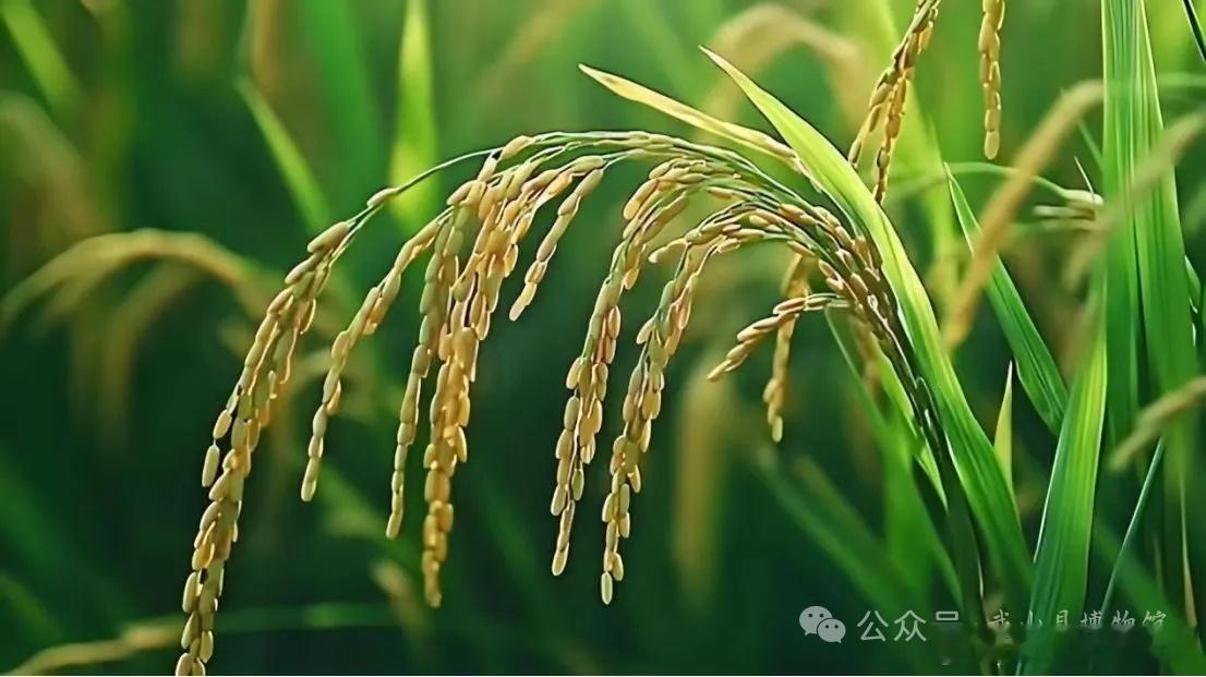 【学知课堂】芒种 ——乍暖又寒芒种候   启晴还雨熟梅天       ...