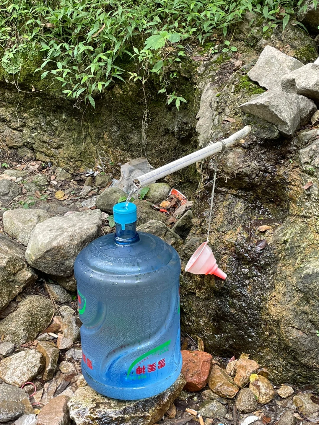 第一次吃野葡萄🍇