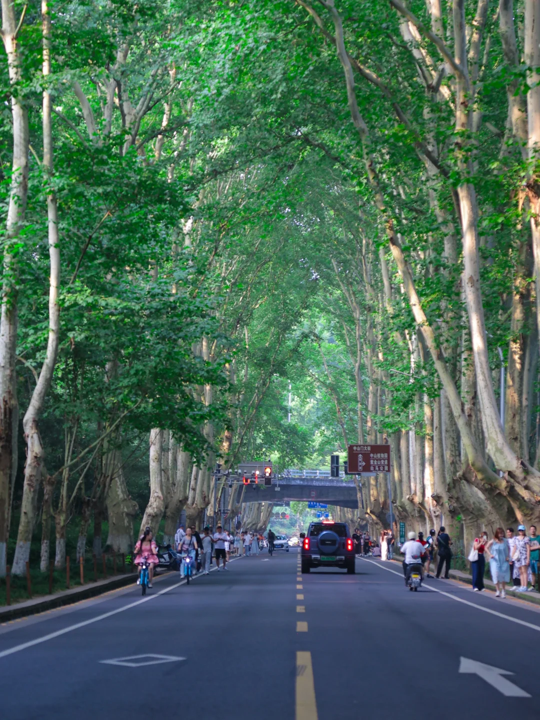 梧桐大道➕音乐台懒人攻略3.0！好玩不费腿