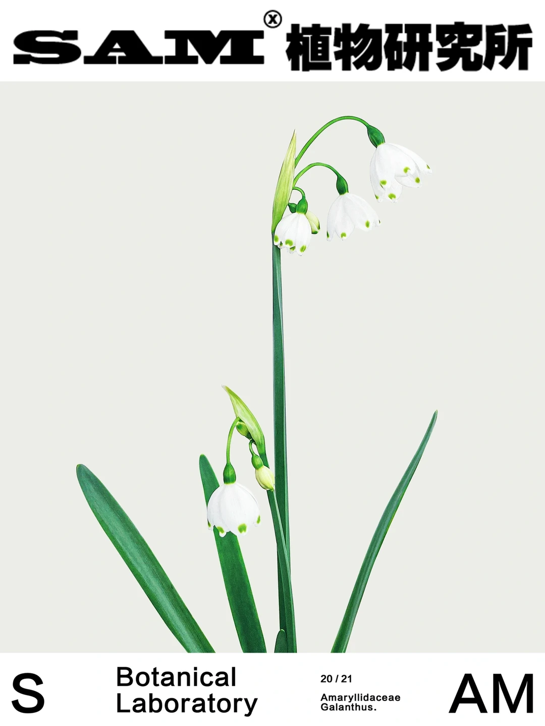雪片莲｜Leucojum aestivum L.