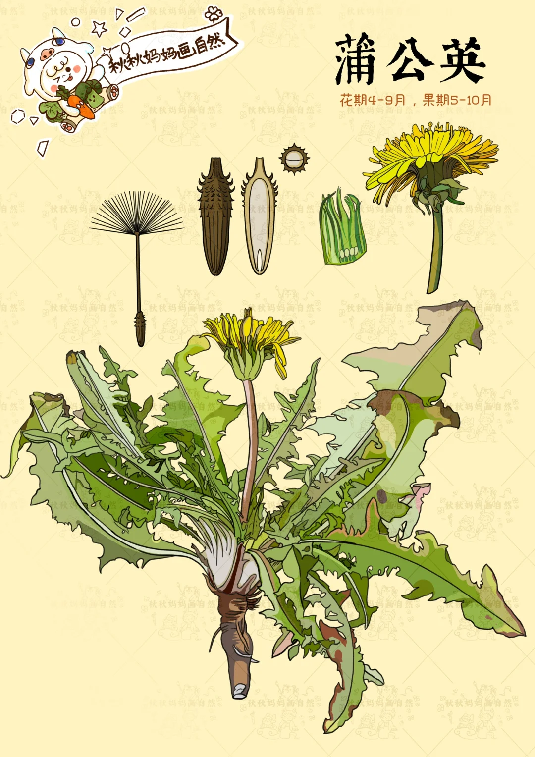 画给孩子的植物科普｜蒲公英
