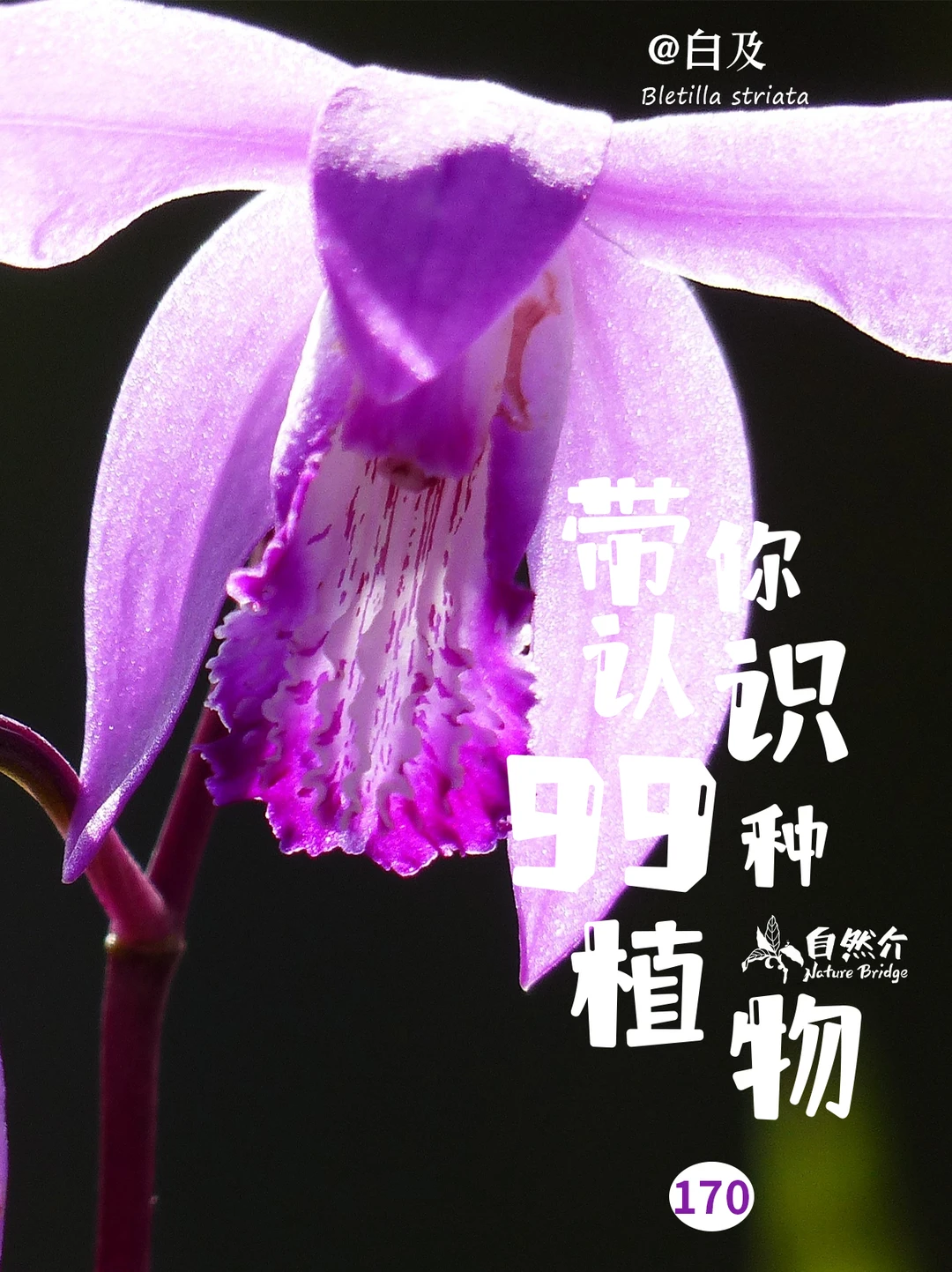 带你认识99种植物