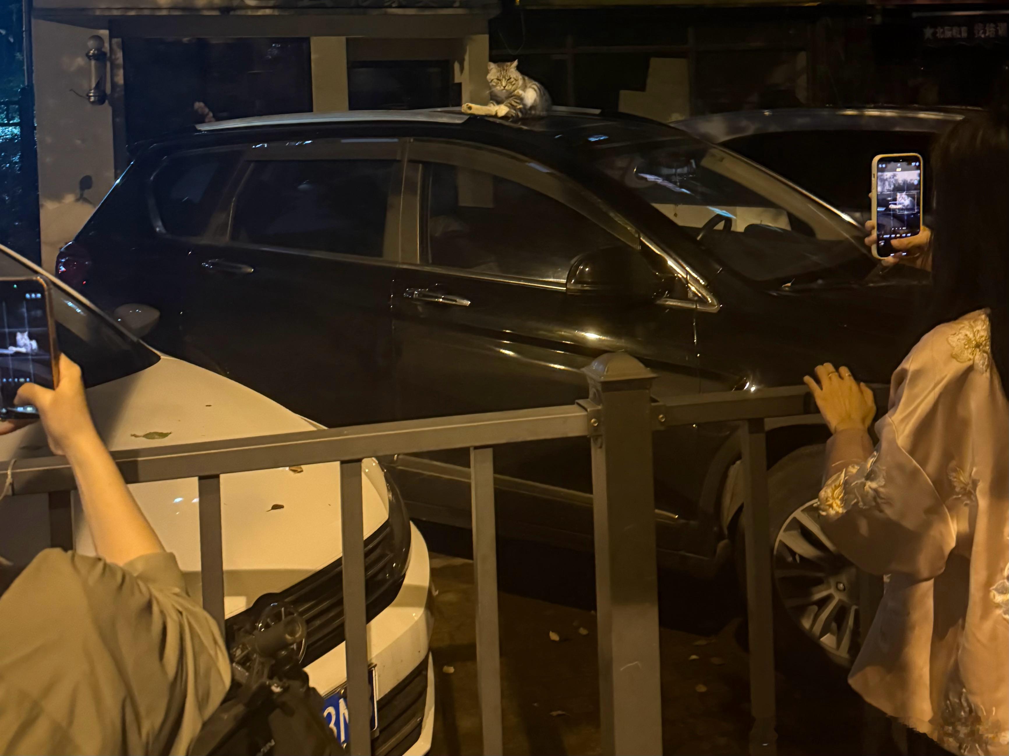 一直想在路边捡到小猫的我有一天终于发现了下楼出来买烟，空气特别凉爽，心情好可是只猫也太肥了吧又肥又大超级无敌大肥猫而且有两个女生跟我一起拍下次能不能来一个小小猫另外可不可以不要在路边放炸弹!还好我看到了不然踩到要把我炸飞了 ​​​