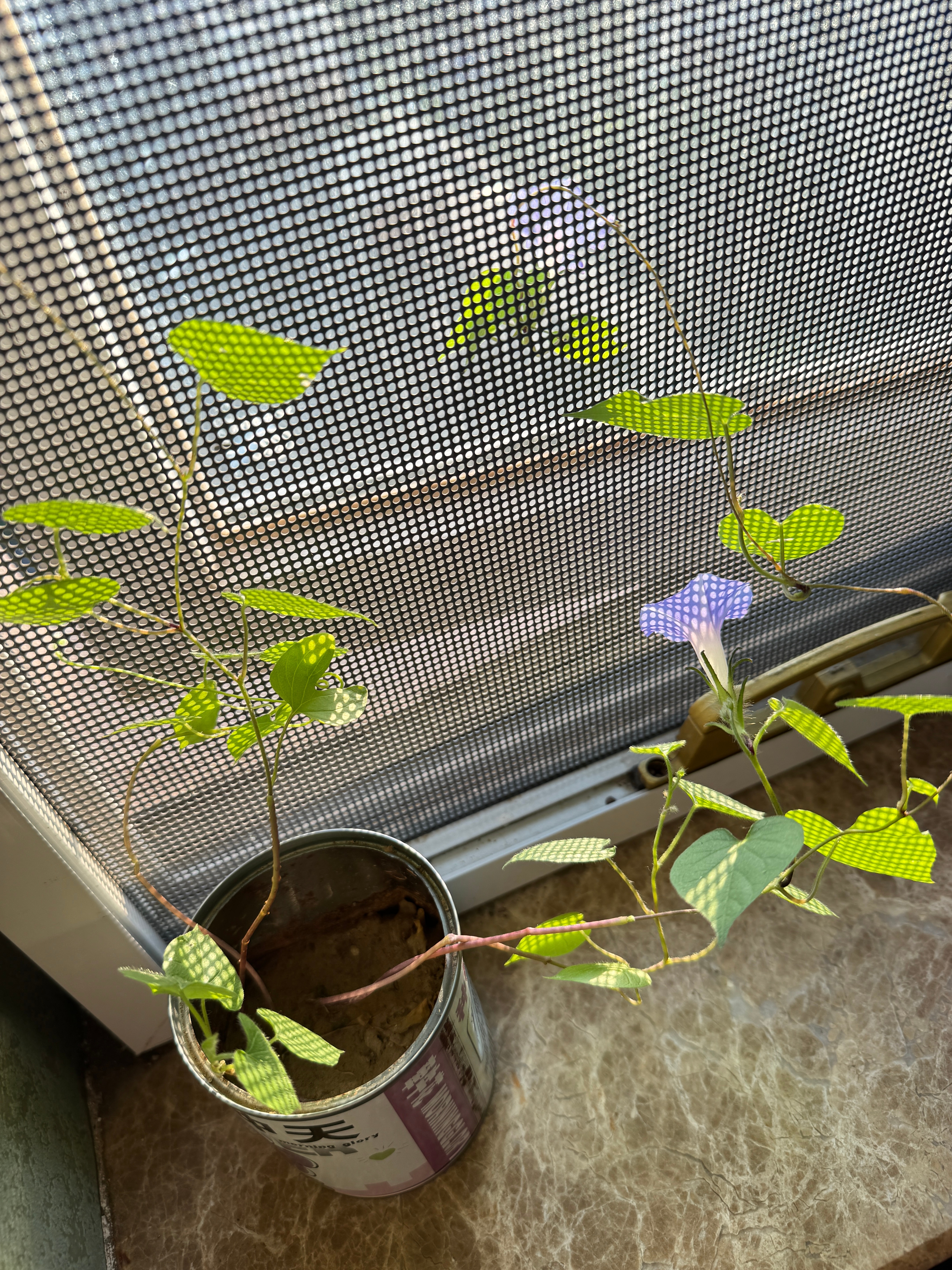 开花啦开花啦！里面一朵，外面一朵，好厉害！ ​​​