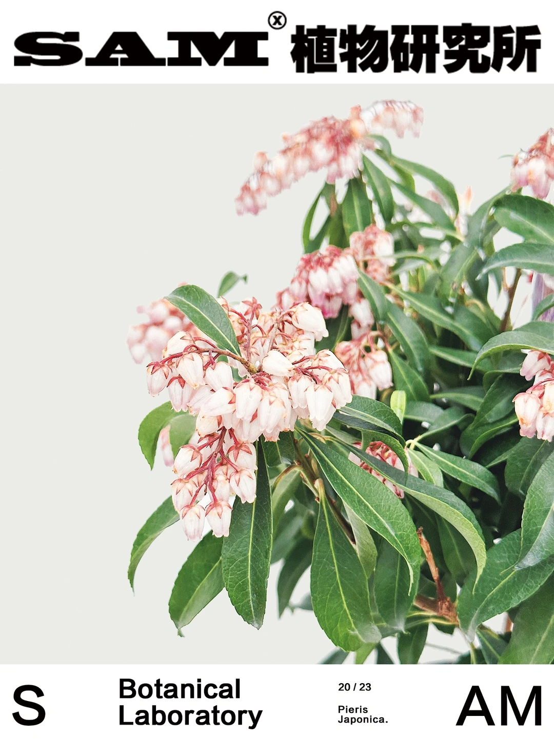 桂离宫｜Pieris Jap.Katsura