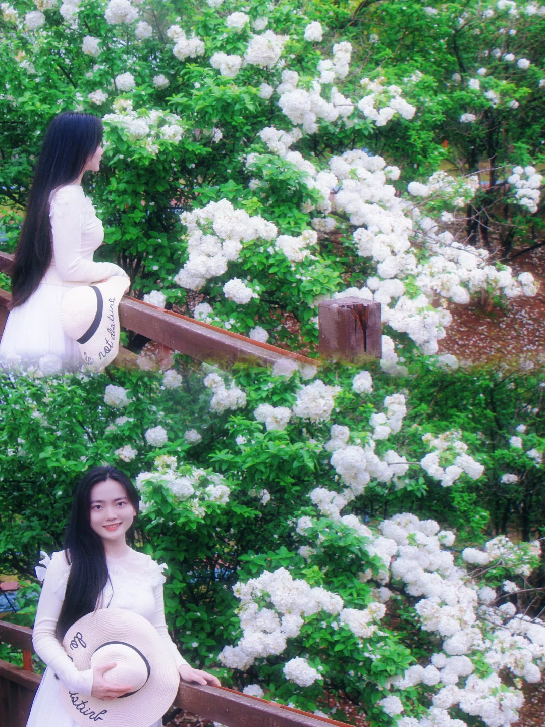 南昌拍照☁️被绣球花包围的公园太美啦！