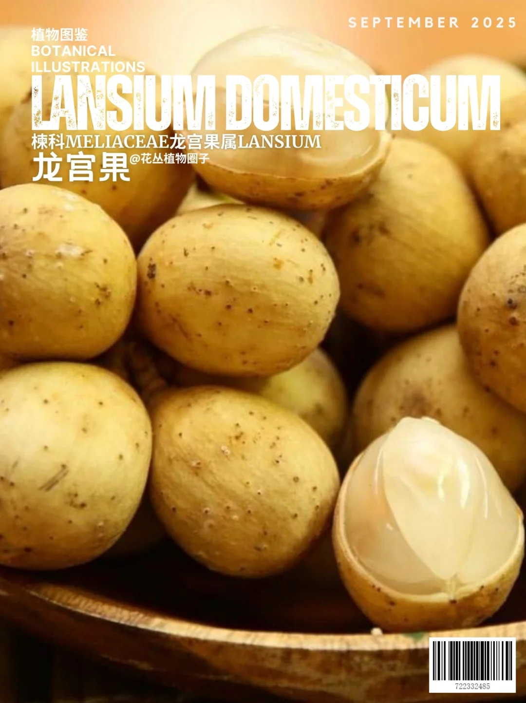 龙宫果Lansium domesticum