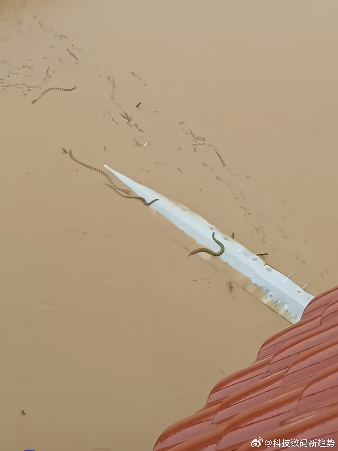 这种情况下一旦被咬了的话，血清都送不进来啊，只能等着生命慢慢消逝[捂...