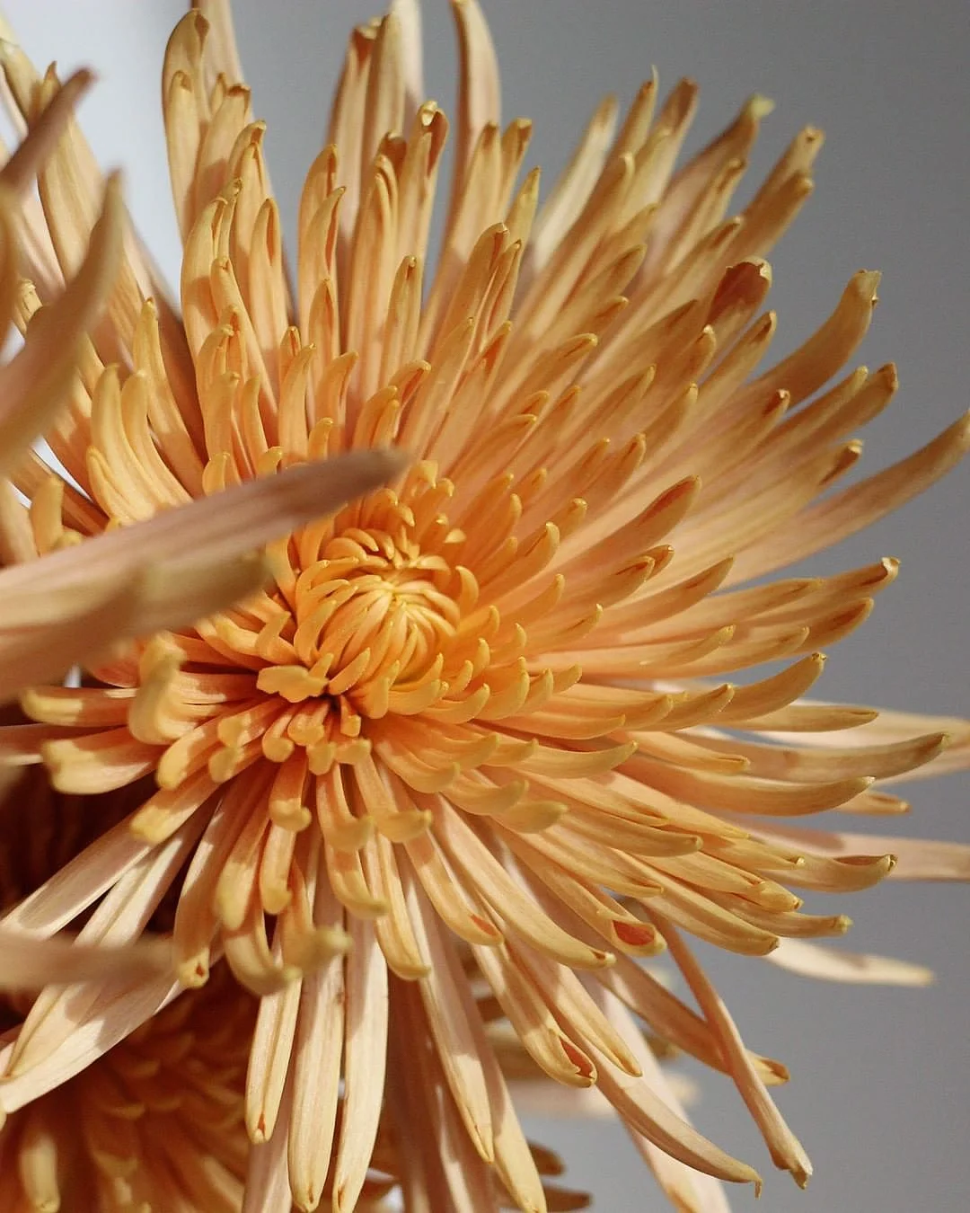 带你每天认识一种花材179｜复古感烟花菊