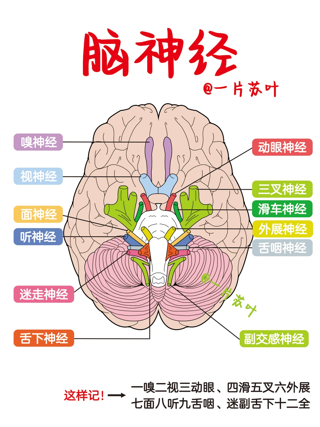 手写笔记✅十二对脑神经📕外科篇‼️