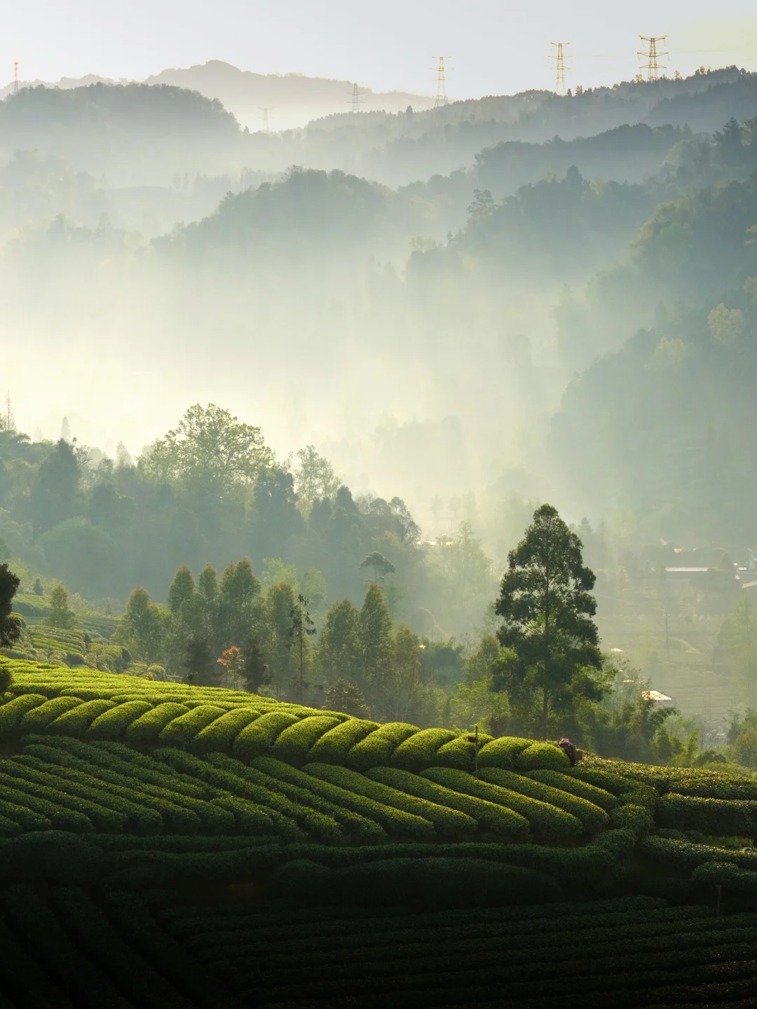 春分，用一张照片证明春天来了