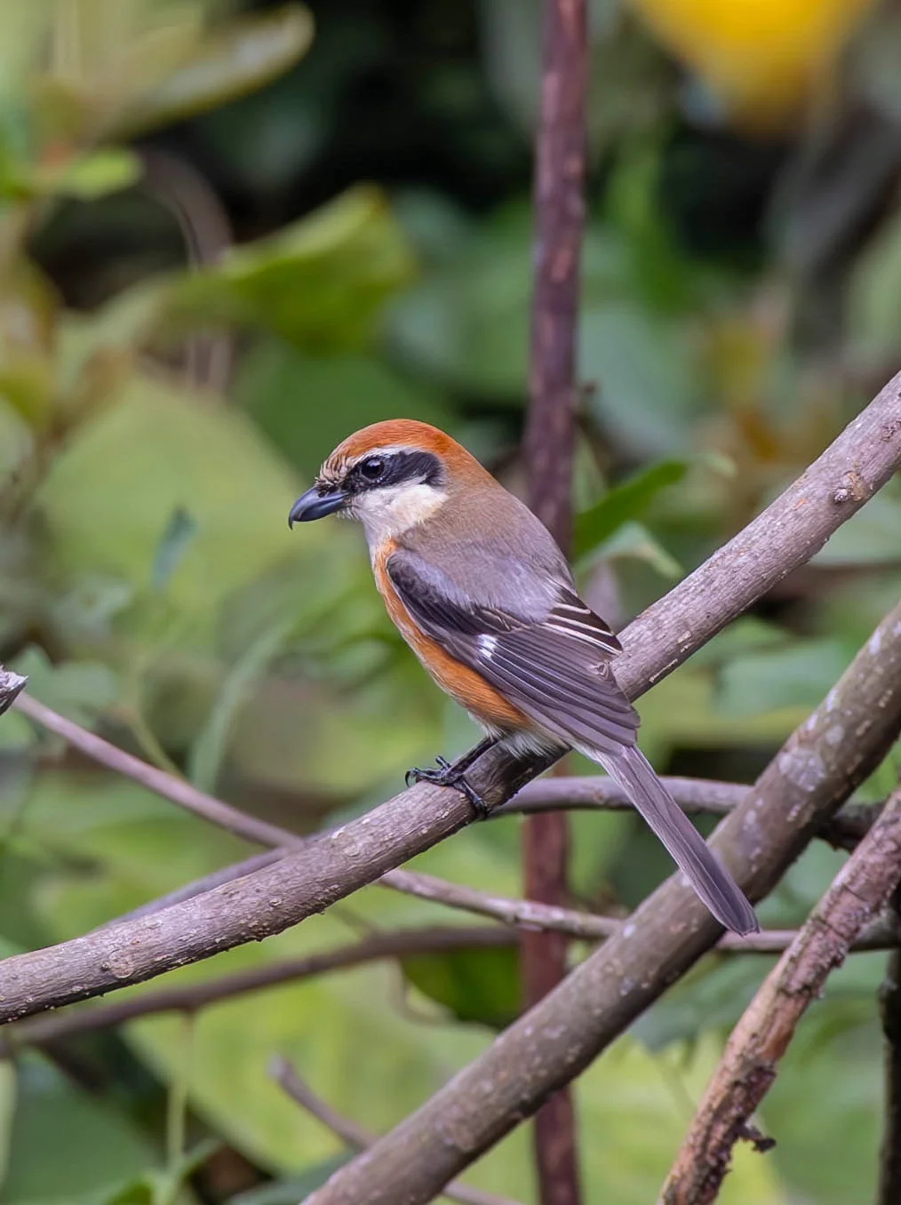 这只牛头伯劳公子相当害羞啊