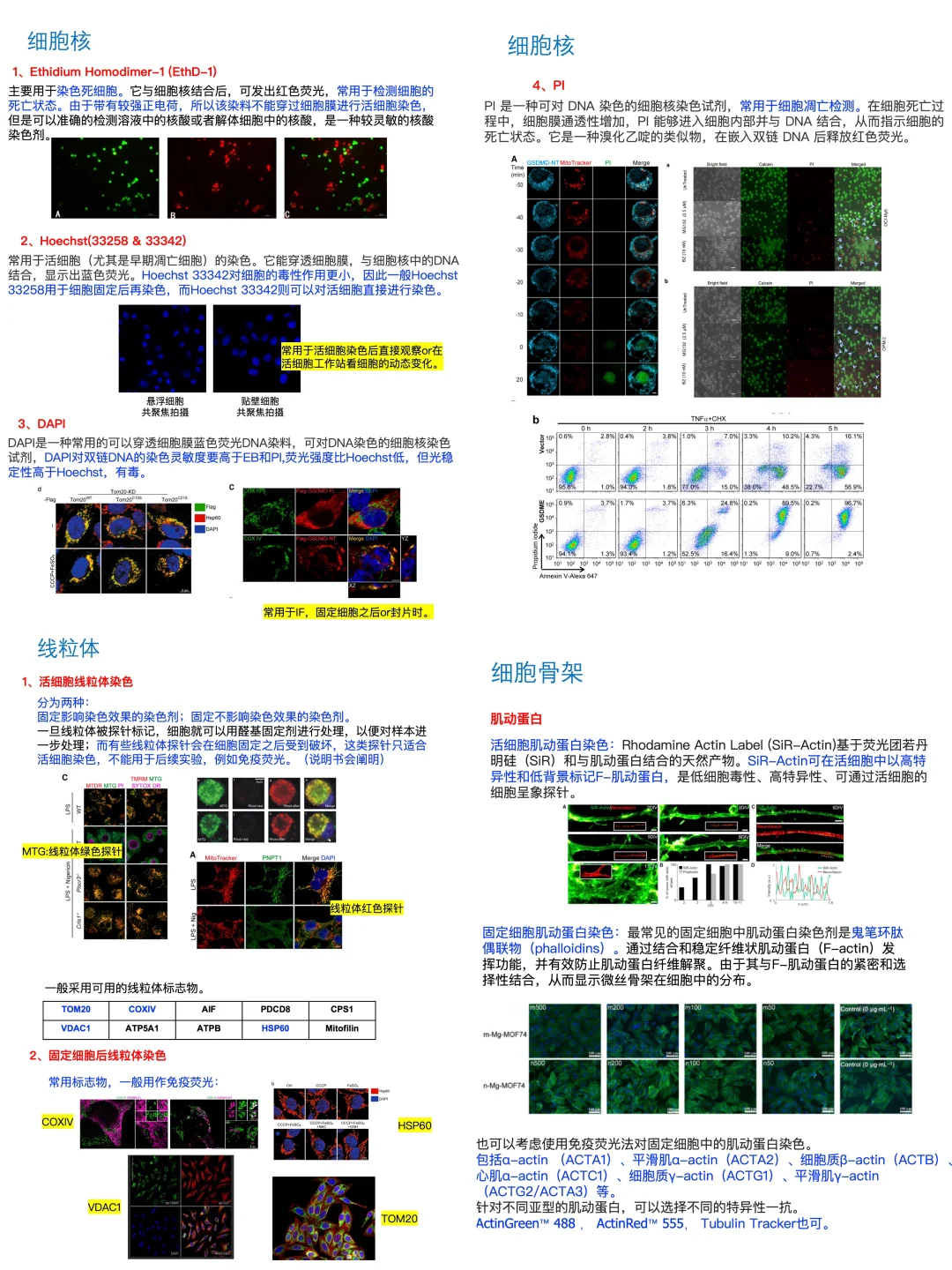 8大亚细胞器｜染色标记物都有哪些❓