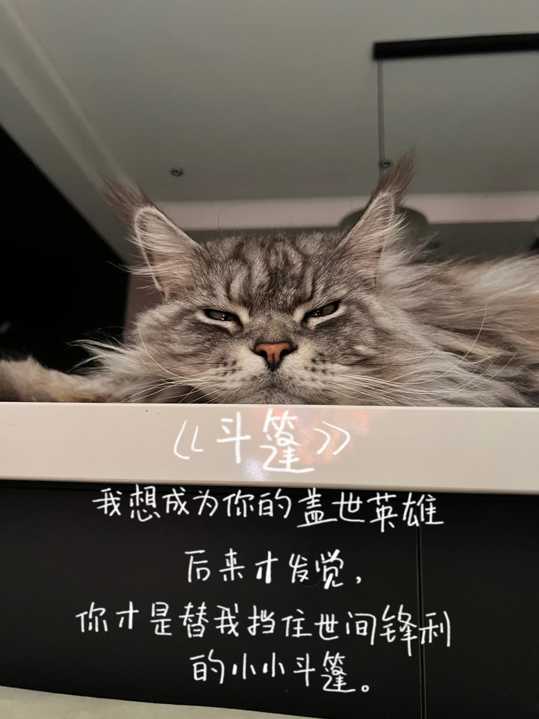 写给小猫✉️