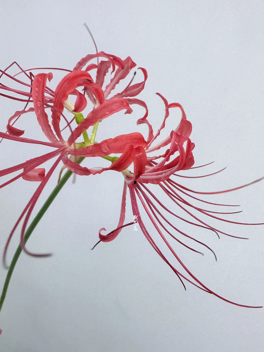 红色彼岸花｜无声的烟火🎆