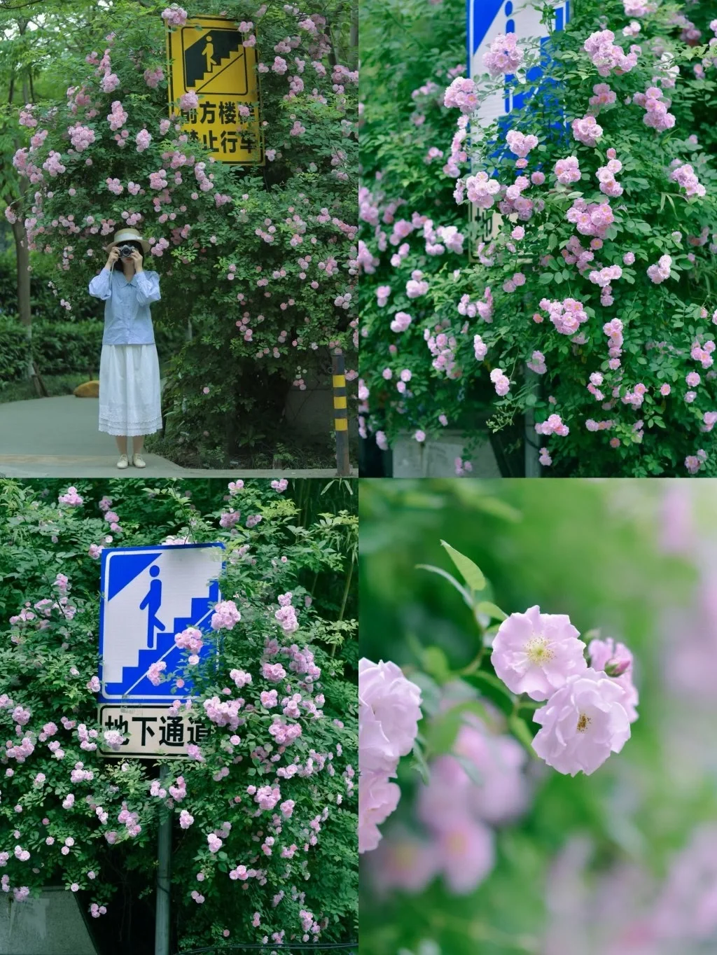 武汉蔷薇季赏花地图/5个绝美拍照地快收藏❗