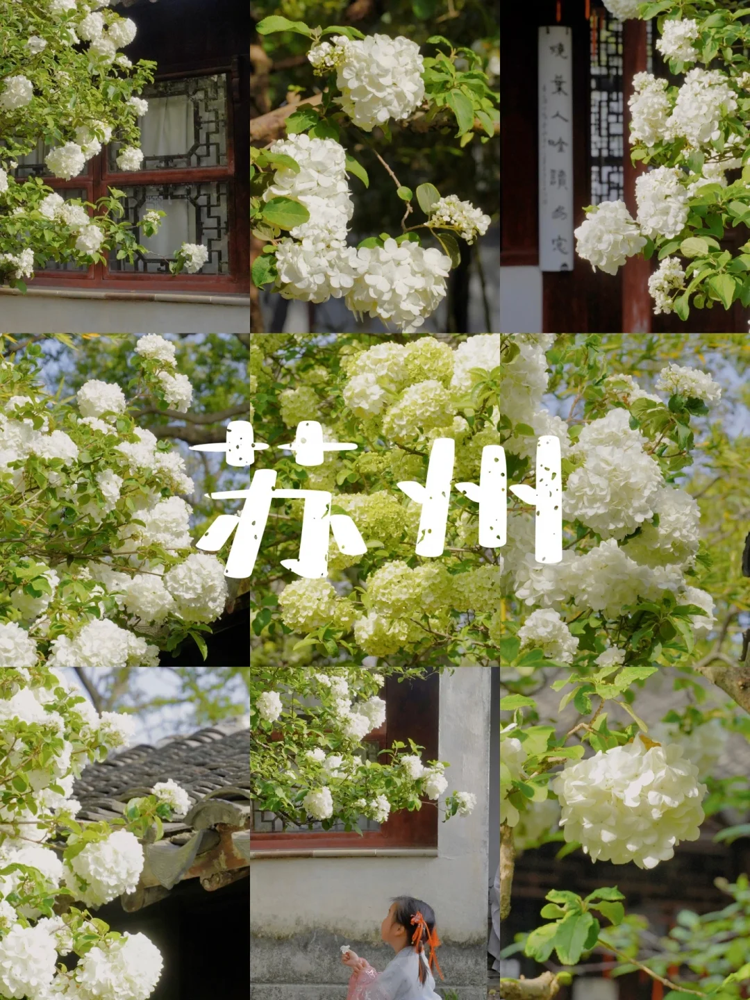 四月来苏州🍃准备迎接木绣球的暴击吧‼️