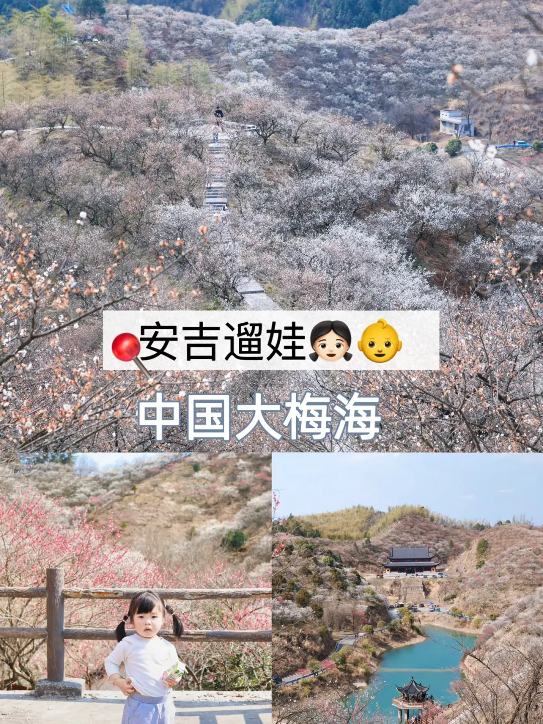 安吉遛娃|带娃赏花 中国大梅海