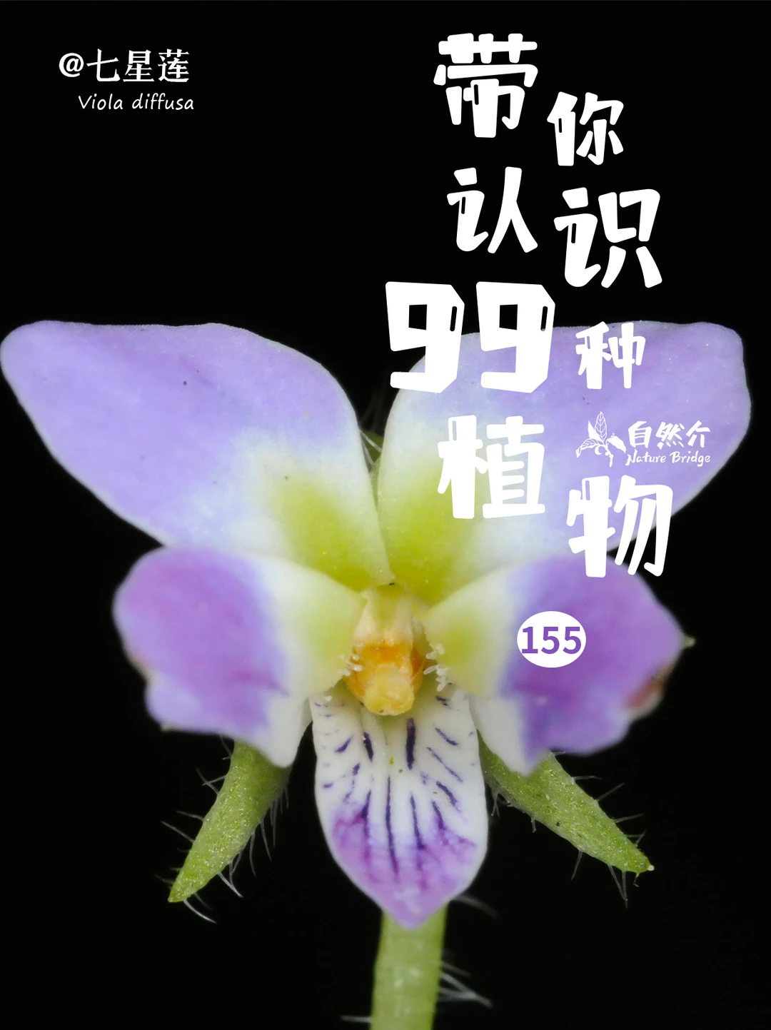 带你认识99种植物