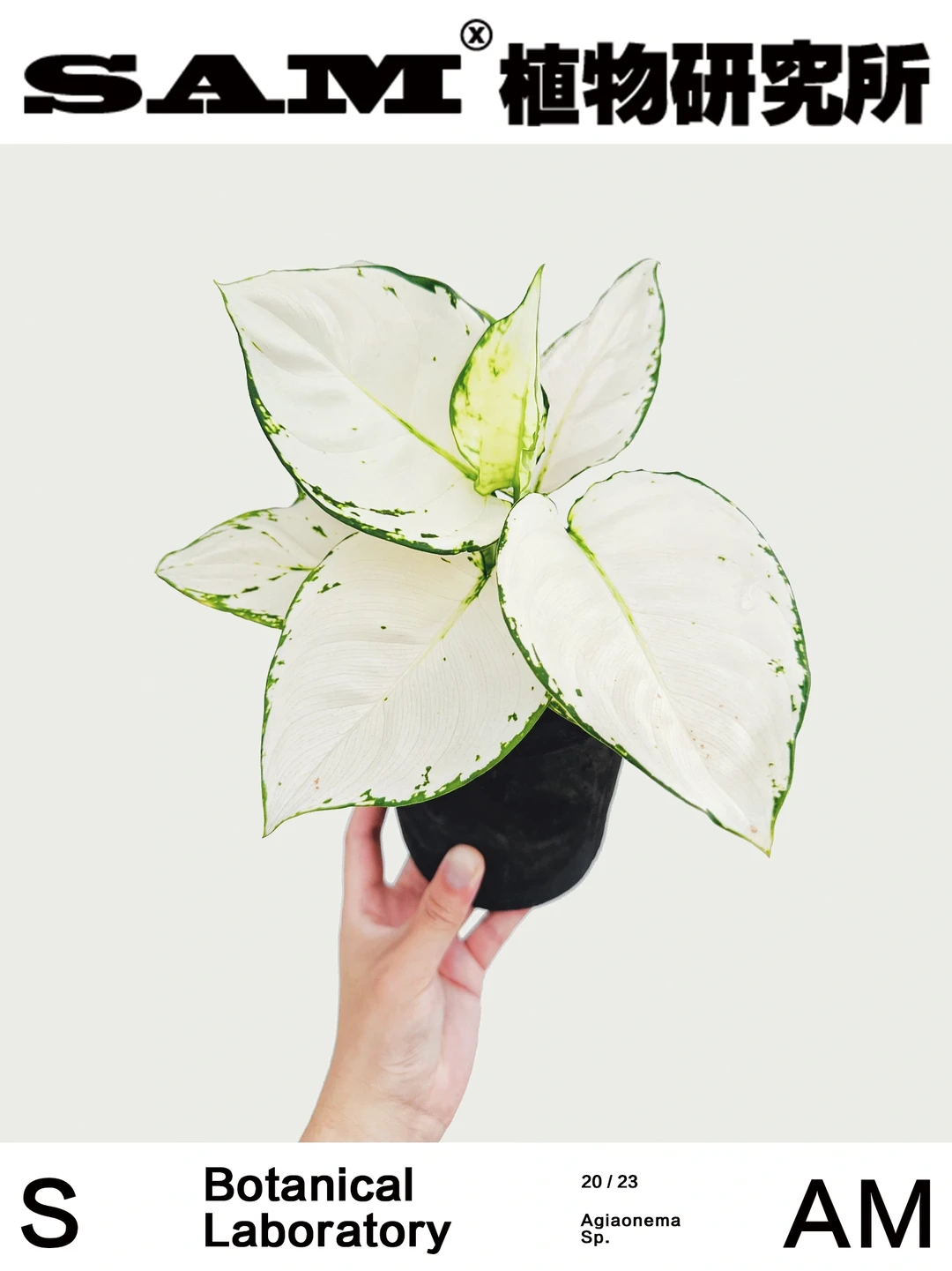 白象粗肋草| Aglaonema Spp.