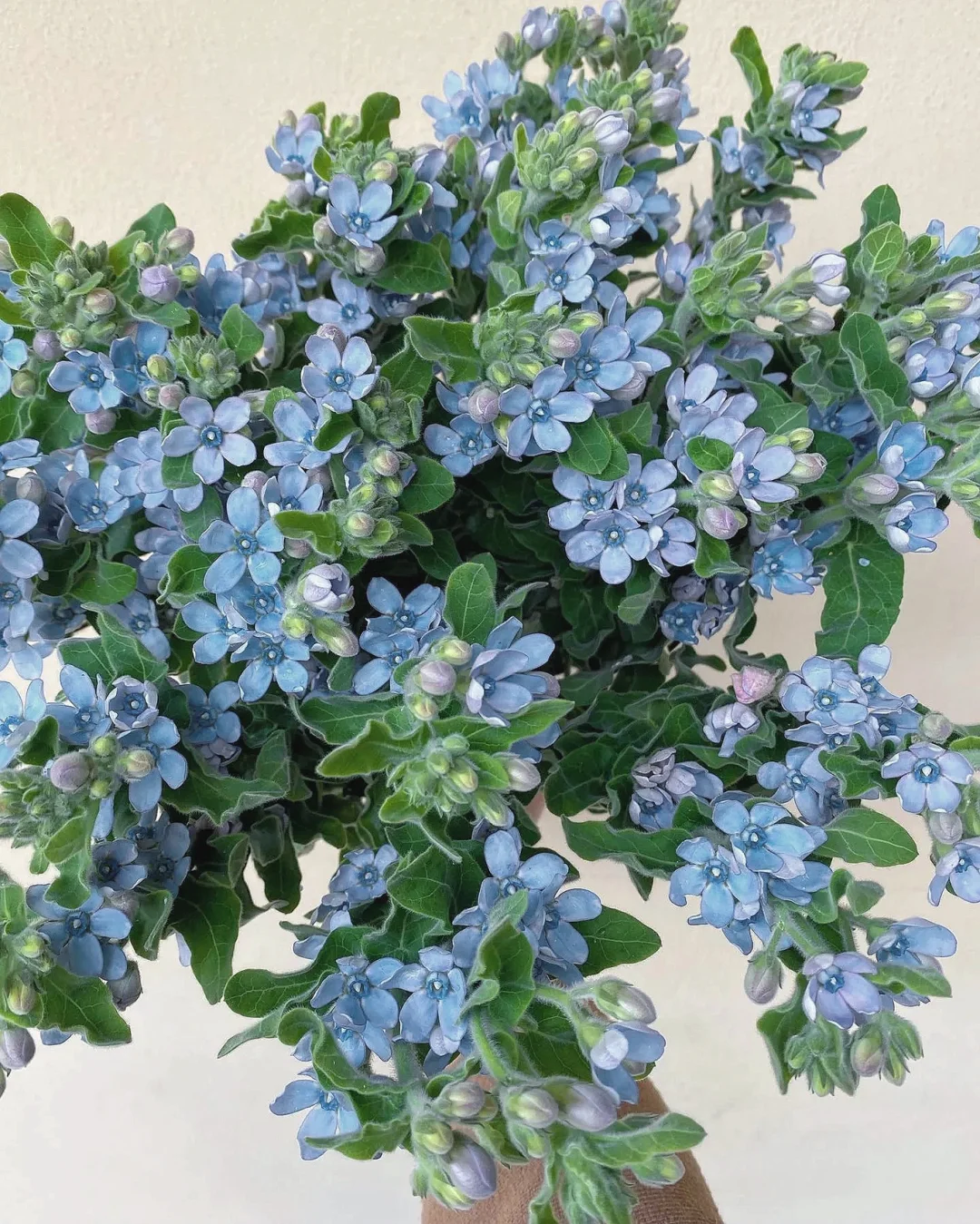 带你每天认识一种花材115｜天蓝尖瓣木