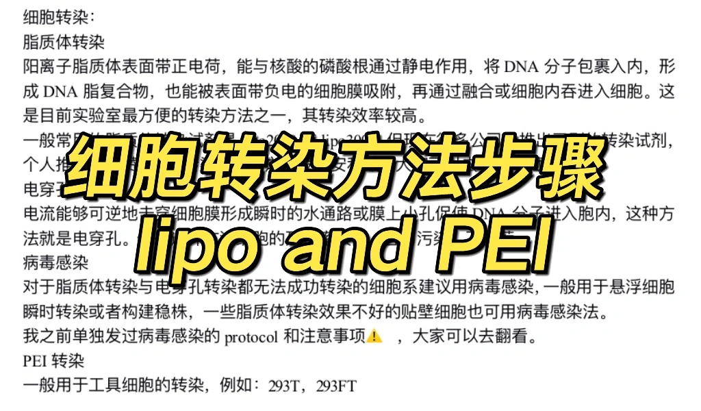 细胞转染protocol：lipo / PEI