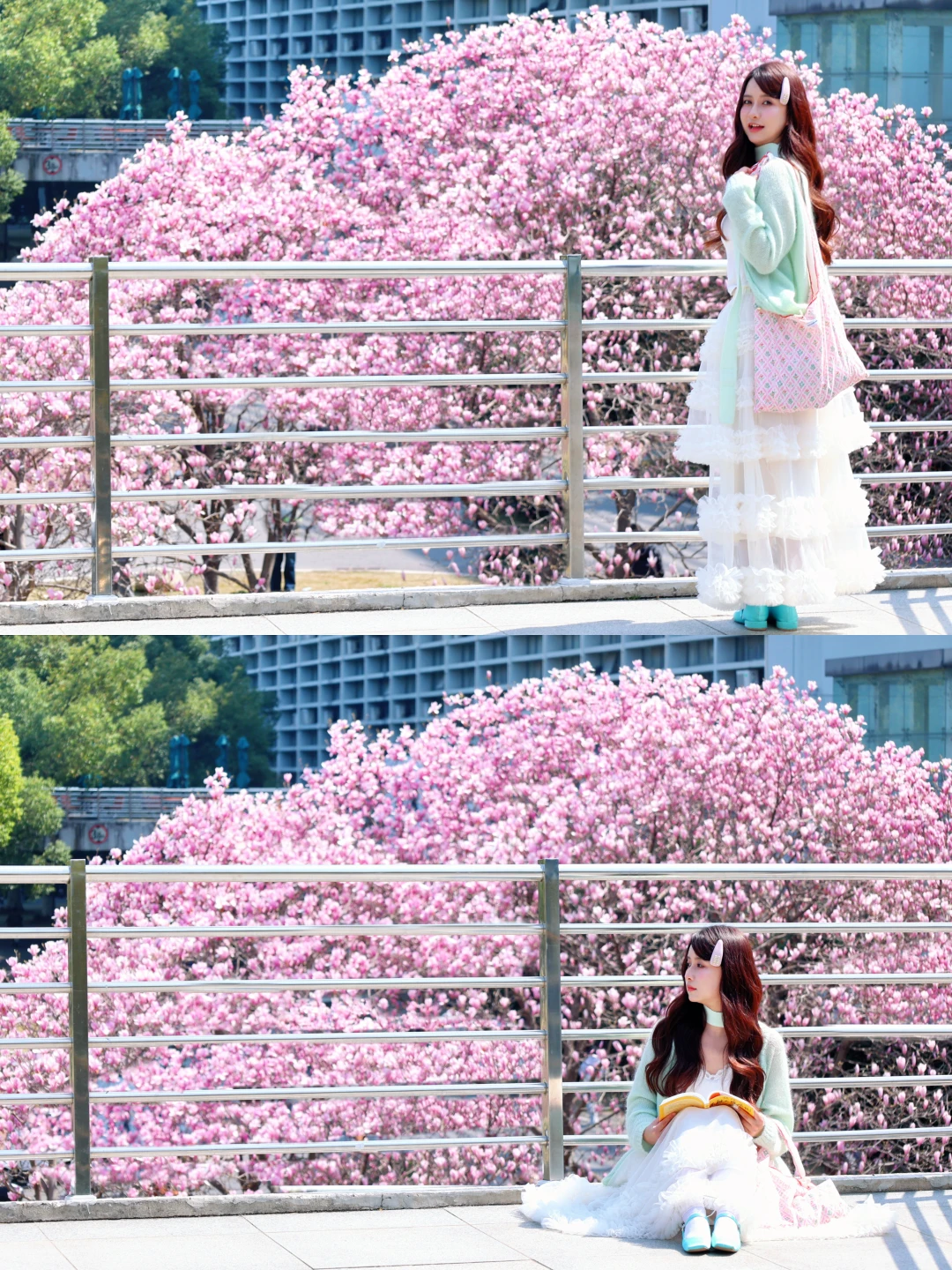 3.12实拍！！华农玉兰已开爆🌸错过等一年……